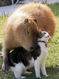 😸 emoji capybara) Telegram sticker 6 of 48