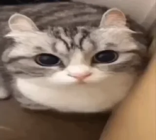 😳 emoji ፱፱፱፱፱፱፱፱፱፱፱፱፱፱፱፱፱፱፱፱፱፱፱፱፱፱፱፱፱፱፱፱፱ Telegram sticker 4 of 120