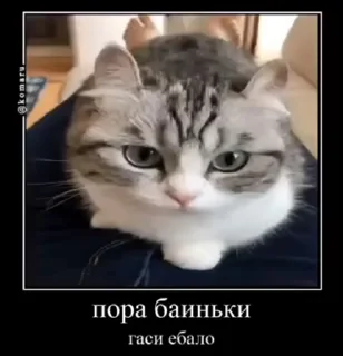 Sticker from Комару пак @MoiStikiBot