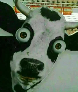 🐄 emoji <3 my sosok Telegram sticker 9 of 42