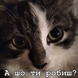🤔 emoji Нана🐈‍⬛️💗 Telegram sticker 14 of 32