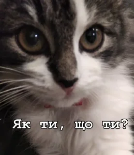 ☺️ emoji Нана🐈‍⬛️💗 Telegram sticker 12 of 32
