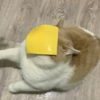 🧀 emoji марсюшка 🐈 Telegram sticker 2 of 59