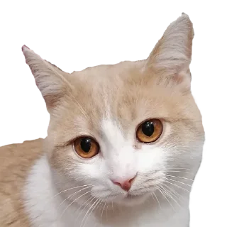 🐈 emoji марсюшка 🐈 Telegram sticker 8 of 59