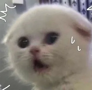 😨 emoji мы котики♡♡ Telegram sticker 22 of 31