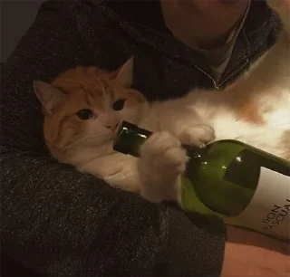🍷 emoji мы котики♡♡ Telegram sticker 11 of 31