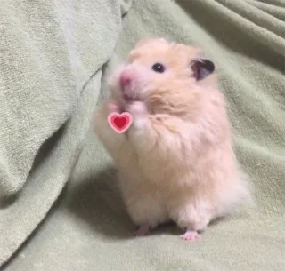 ❤️ emoji мы котики♡♡ Telegram sticker 6 of 31