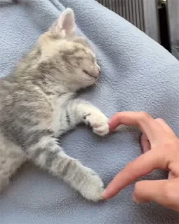❤️ emoji мы котики♡♡ Telegram sticker 8 of 31