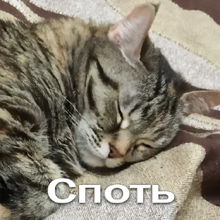Sticker from Кошки