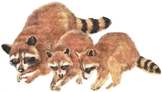 Sticker from Всё про енотов