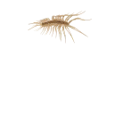 🕷 emoji Ricardo Telegram sticker 19 of 19