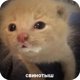 🐱 emoji ебе бе....ыъ...э— @stixasix Telegram sticker 9 of 84