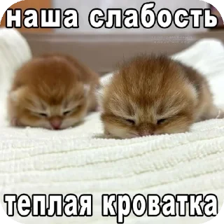 🐱 emoji ебе бе....ыъ...э— @stixasix Telegram sticker 21 of 84