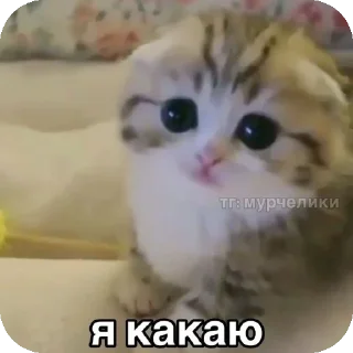 🐱 emoji ебе бе....ыъ...э— @stixasix Telegram sticker 17 of 84