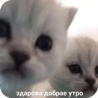 🐱 emoji ебе бе....ыъ...э— @stixasix Telegram sticker 7 of 84