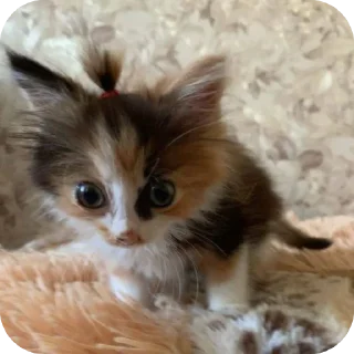 🐱 emoji стики от родных) Telegram sticker 4 of 58