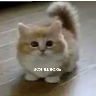 Sticker from несса терпила