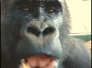 🦍 emoji Оливер Telegram sticker 11 of 19