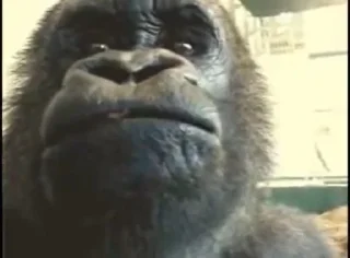 🦍 emoji Оливер Telegram sticker 10 of 19