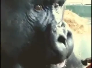 🦍 emoji Оливер Telegram sticker 9 of 19