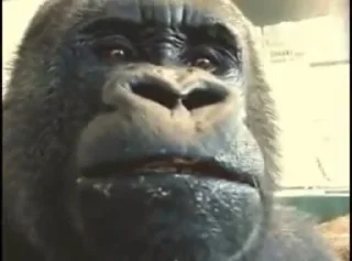 🦍 emoji Оливер Telegram sticker 5 of 19