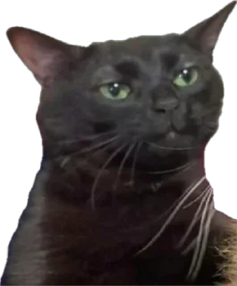 😐 emoji мемесы Telegram sticker 18 of 26