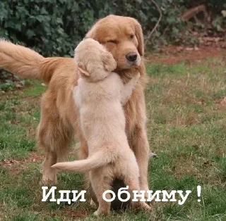 🫂 emoji Golden retriever forever! Telegram sticker 12 of 37