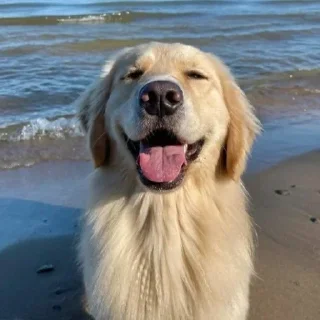 Sticker from Golden Retriever⚜️