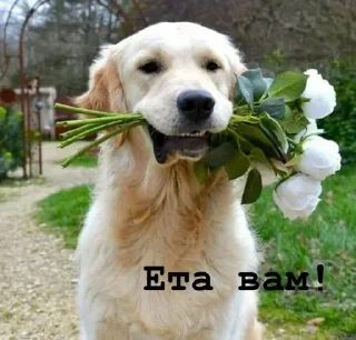 💐 emoji Golden retriever forever! Telegram sticker 13 of 37