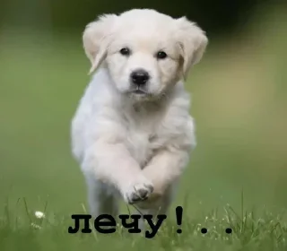 🏃‍♀ emoji Golden retriever forever! Telegram sticker 15 of 37