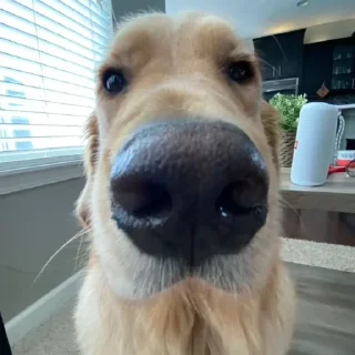 Sticker from Golden Retriever⚜️