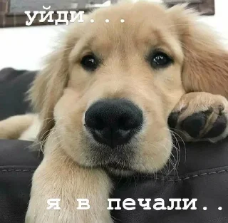 😢 emoji Golden retriever forever! Telegram sticker 24 of 37