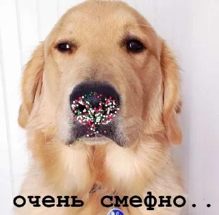 😒 emoji Golden retriever forever! Telegram sticker 18 of 37
