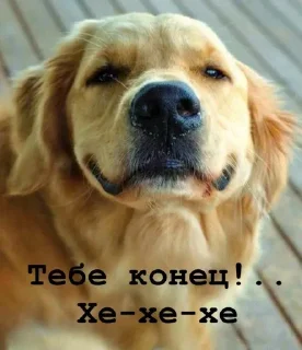 😊 emoji Golden retriever forever! Telegram sticker 19 of 37