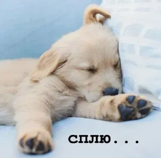 😴 emoji Golden retriever forever! Telegram sticker 6 of 37