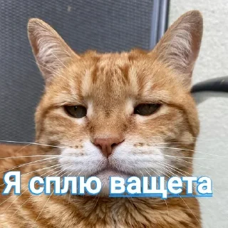 🌟 emoji Барсик Telegram sticker 8 of 8
