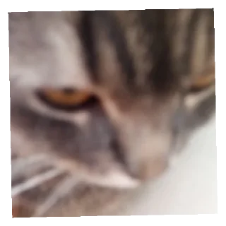 😡 emoji Барсик и Пипик Telegram sticker 2 of 18
