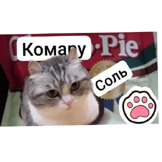 🐱 emoji 🟧😸ККК😸🟧   @KOMARU5252 Telegram sticker 20 of 120
