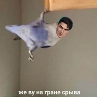 😇 emoji ТРАХ Telegram sticker 18 of 88