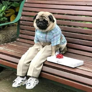😓 emoji Чмопсы Telegram sticker 17 of 51