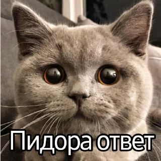 Sticker from Ответки-приветки