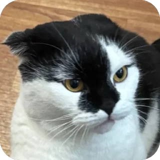 😡 emoji Herr Каспер ➡️ @Ctikerubot Telegram sticker 16 of 116