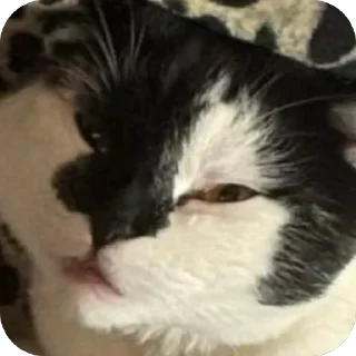 😪 emoji Herr Каспер ➡️ @Ctikerubot Telegram sticker 8 of 116