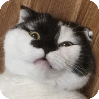 😏 emoji Herr Каспер ➡️ @Ctikerubot Telegram sticker 13 of 116