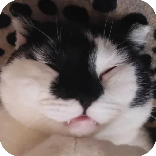 🥰 emoji Herr Каспер ➡️ @Ctikerubot Telegram sticker 6 of 116