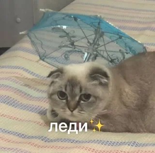 Sticker from ponochka