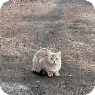 🐱 emoji Хьаст ➡️ @Ctikerubot Telegram sticker 11 of 21