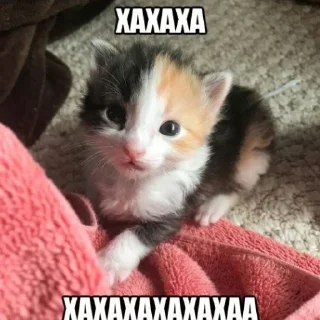 🤣 emoji мяу Telegram sticker 9 of 62