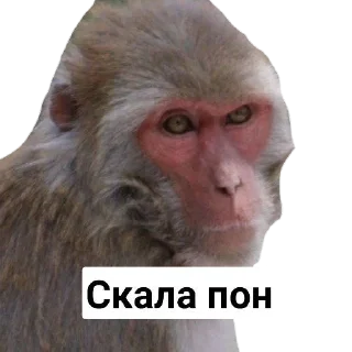🤨 emoji Пак Абизянок от Илюши 1 Telegram sticker 6 of 29