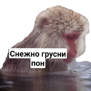 ❄ emoji Пак Абизянок от Илюши 1 Telegram sticker 23 of 29